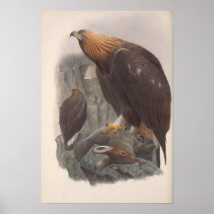Póster Vintage Golden Eagle Bird