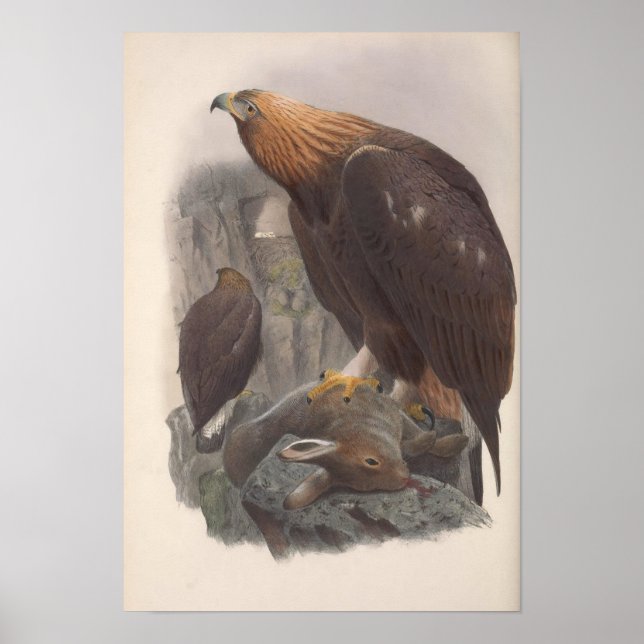 Póster Vintage Golden Eagle Bird (Frente)