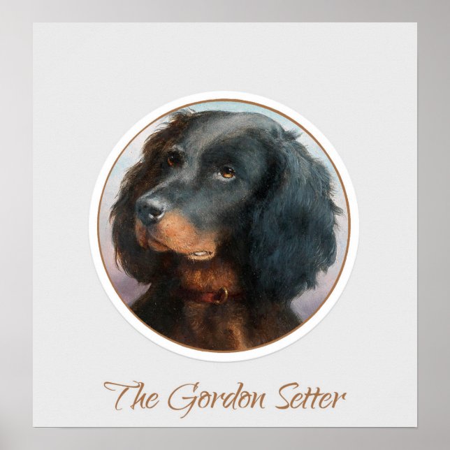 Póster Vintage Gordon Setter (Frente)