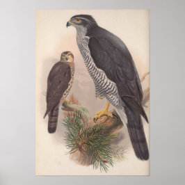 Póster Vintage Goshawk Bird