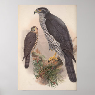 Póster Vintage Goshawk Bird