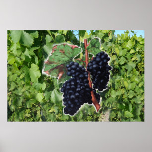 Póster vintage grape poster