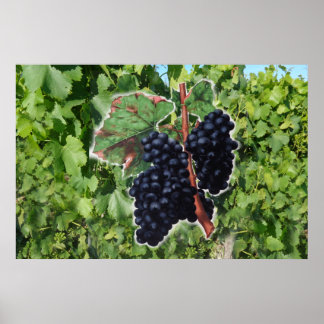 Póster vintage grape poster