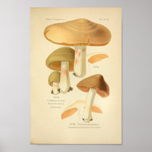 Póster Vintage Green Brown Mushrooms Art Print French