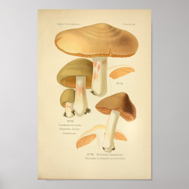 Póster Vintage Green Brown Mushrooms Art Print French (Frente)