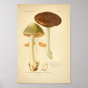 Póster Vintage Green Brown Mushrooms Art Print French
