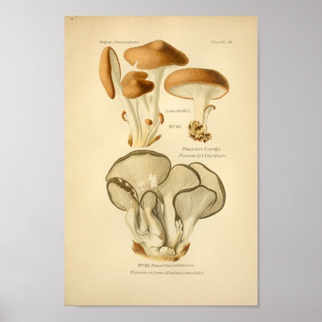 Póster Vintage Green Brown Mushrooms Art Print French (Frente)