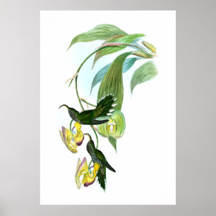 Póster Vintage Green Sickle Bill Hummingbird