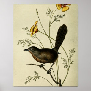 Póster Vintage Ground Wren