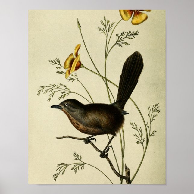 Póster Vintage Ground Wren (Frente)