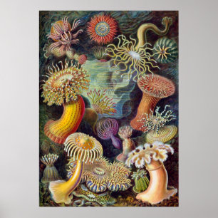 Póster Vintage Haeckel Sea Anemone