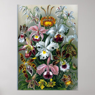 Póster Vintage Haekel Poster botánico