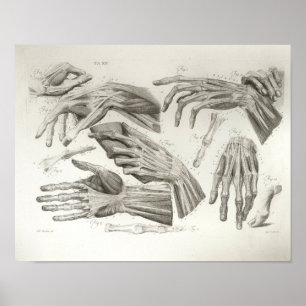 Póster Vintage Hand Muscles Ligaments Anatomy Print