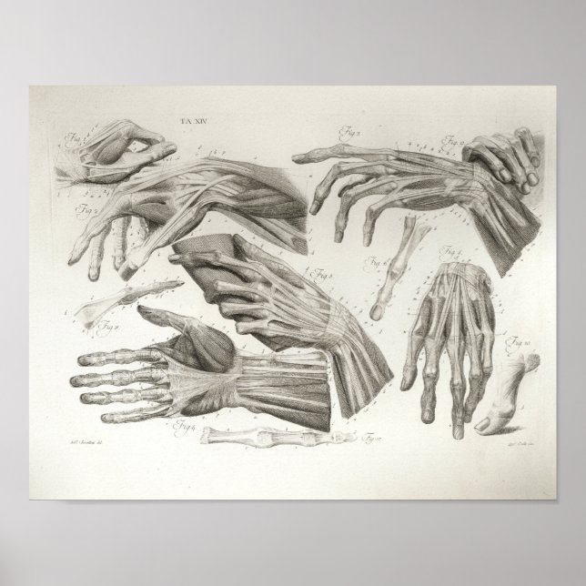 Póster Vintage Hand Muscles Ligaments Anatomy Print (Frente)