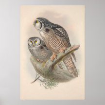 Vintage Hawk Owl Bird