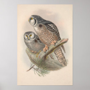 Póster Vintage Hawk Owl Bird