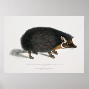 Póster Vintage Hedgehog