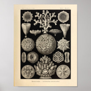 Póster Vintage Hexacoralla Color Ernst Haeckel Print