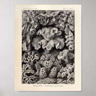 Póster Vintage Hexacoralla Coral Ernst Haeckel Art Print