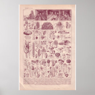 Póster VIntage histórico 1920 champiñones