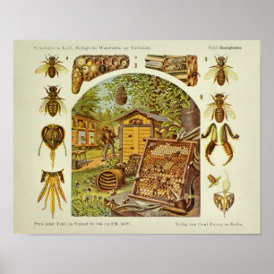 Póster Vintage Honey Bee Anatomy Beekeeper Art Print