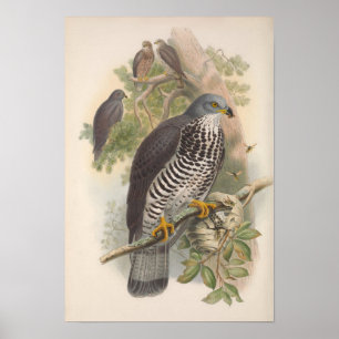Póster Vintage Honey Buzzard Bird