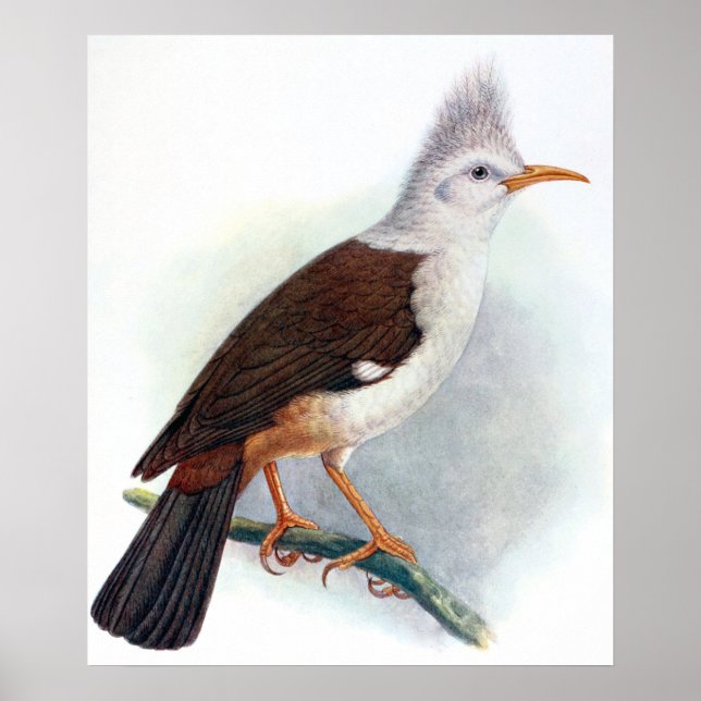 Póster Vintage Hoopoe Starling Bird (Frente)