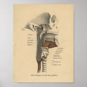 Póster Vintage Human Anatomy Print Neck Muscles
