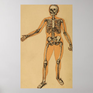 Póster Vintage Human Skeleton Illustration (1887)