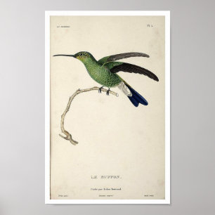 Póster Vintage Hummingbird Print Poster