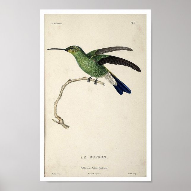 Póster Vintage Hummingbird Print Poster (Frente)