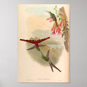 Póster Vintage Hummingbirds Art Bird Print Flowers