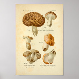 Póster Vintage Hydnum Brown Mushrooms Art Print French