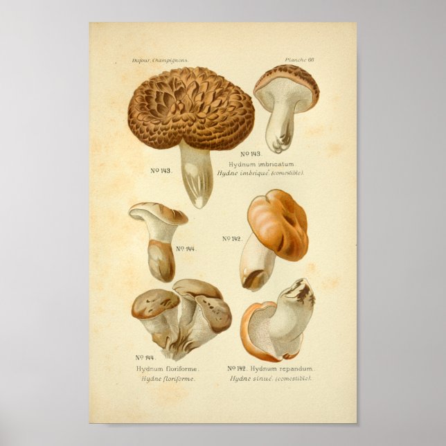 Póster Vintage Hydnum Brown Mushrooms Art Print French (Frente)