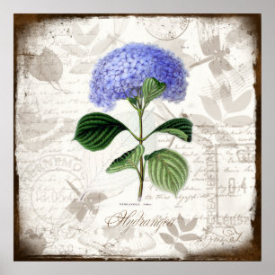 Póster Vintage Hydrangea