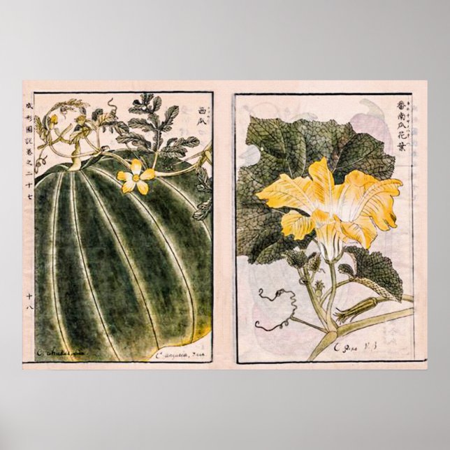 Póster Vintage illustration of pumpkin, leaves and flower (Frente)