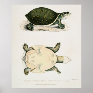 Póster Vintage Illustration of the Tortoises/Turtles