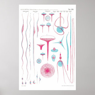 Póster Vintage Illustration Poster