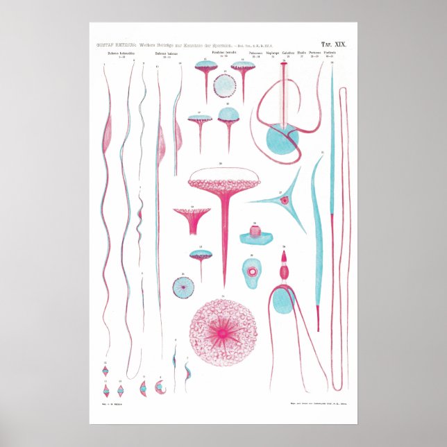 Póster Vintage Illustration Poster (Frente)