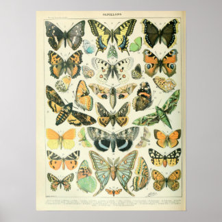 Póster Vintage Illustrations Butterflies
