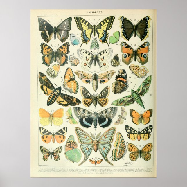 Póster Vintage Illustrations Butterflies (Frente)