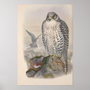 Póster Vintage Islandia Falcon Bird