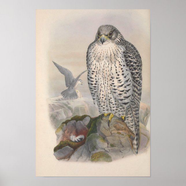 Póster Vintage Islandia Falcon Bird (Frente)