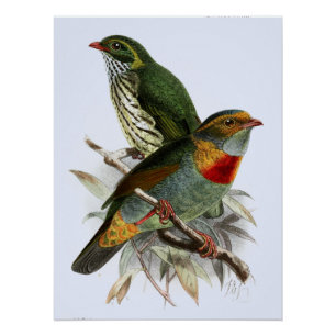 Póster Vintage John Keulemans Fruiteater con Banda Roja