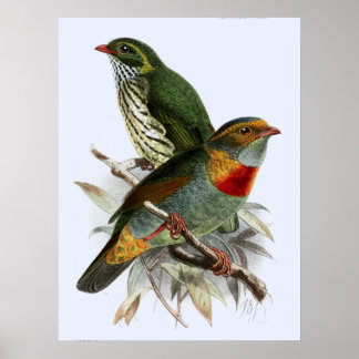 Póster Vintage John Keulemans Fruiteater de Banda Roja