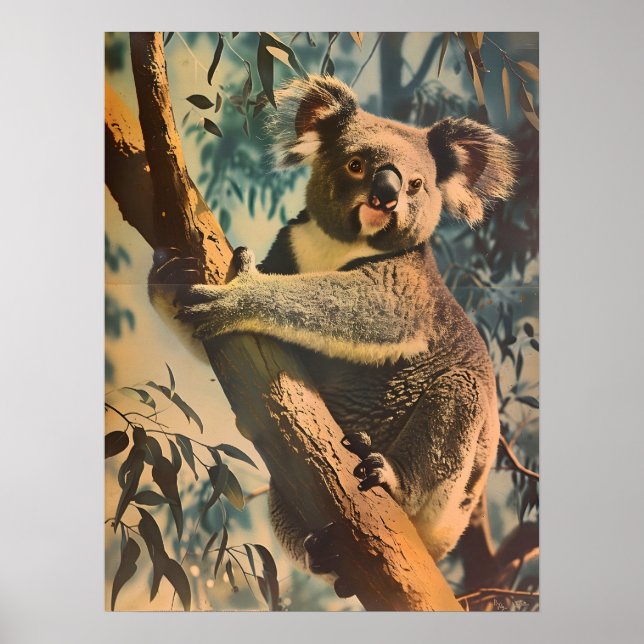 Póster Vintage Koala (Frente)