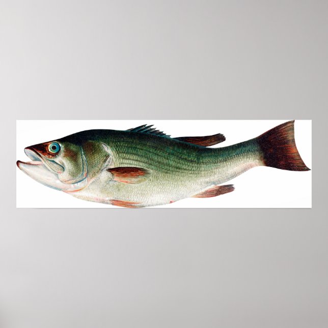 Póster Vintage Largemouth Bass (Frente)