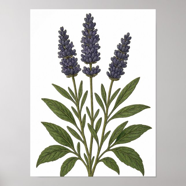 Póster Vintage Lavender (Frente)