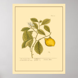 Póster Vintage Lemon Tree Botanical Kitchen Art