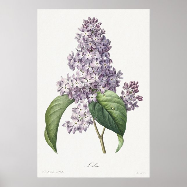 Póster Vintage Lilac Botanical Sketch Art (Frente)